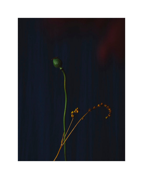 Design by Nature x Sara Hibbert ~ Ikebana Detail Print - Design by Nature Flowers -