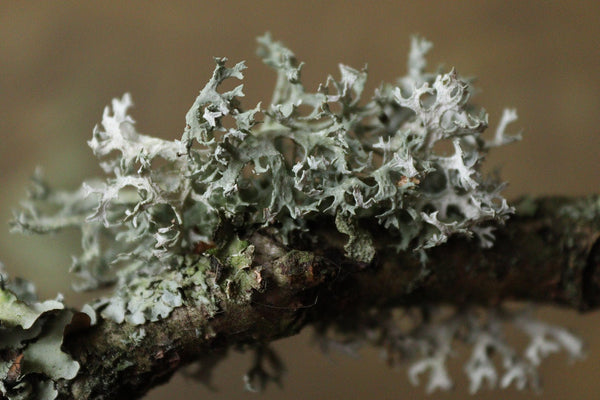 Autumn Treasures - The Promise of a Acron - Design by Nature Flowers