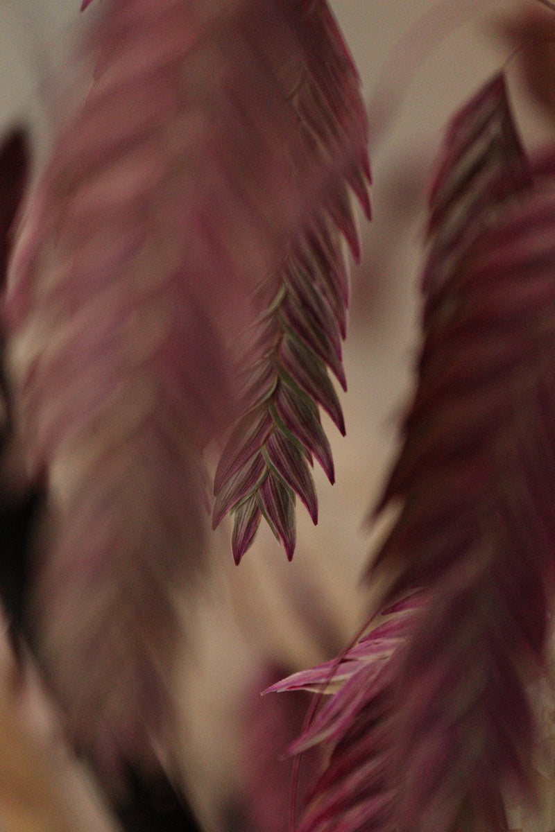 Luxury Dried Flower Arrangement - Pinks, Beige and Natural Tones - Design by Nature Flowers - Dried Flowers