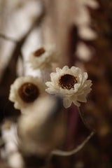 Luxury Dried Flower Arrangement - Pinks, Beige and Natural Tones - Design by Nature Flowers - Dried Flowers